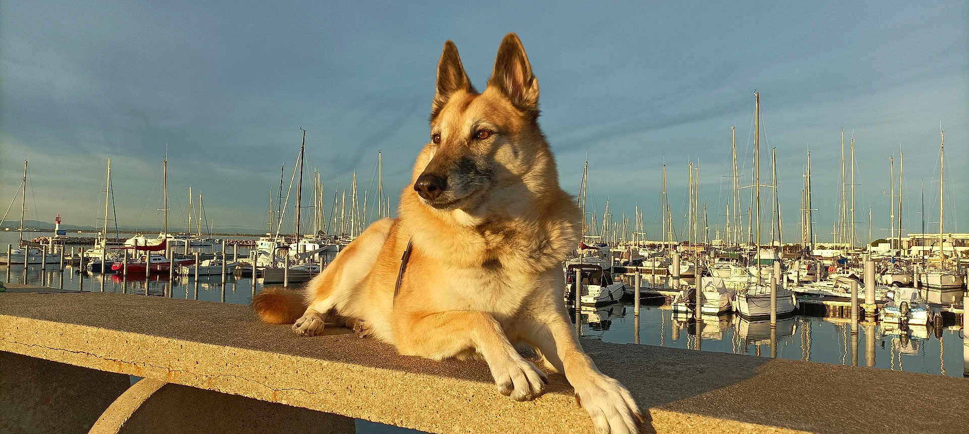 Guess a rejoint le concours — aidez-le/la à gagner de superbes lots ! dog, marina, boats, water, concrete, sunset, outdoor, animal, leisure, calm, sky, reflection, dock, pier, nature, pet, canine, relaxed, sunlight, harbor