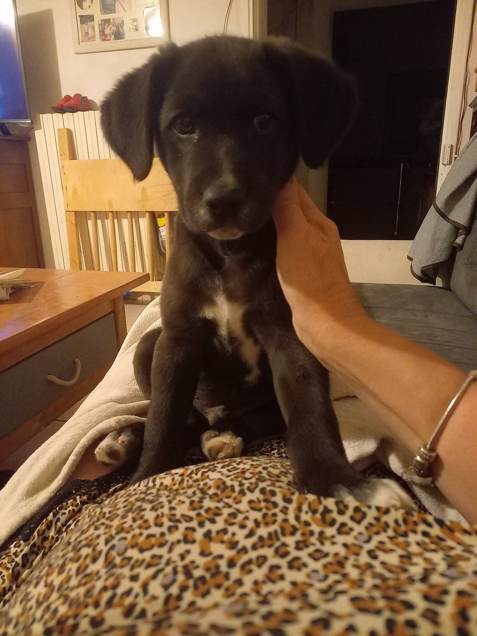 Django participe au concours pour gagner de l'argent avec cette photo : borador, cabinetry, canidae, carnivore, comfort, companion_dog, dog, dog_breed, dog_supply, fawn, flooring, fur, gun_dog, lamp, liver, pet_supply, snout, sporting_group, whiskers, working_animal