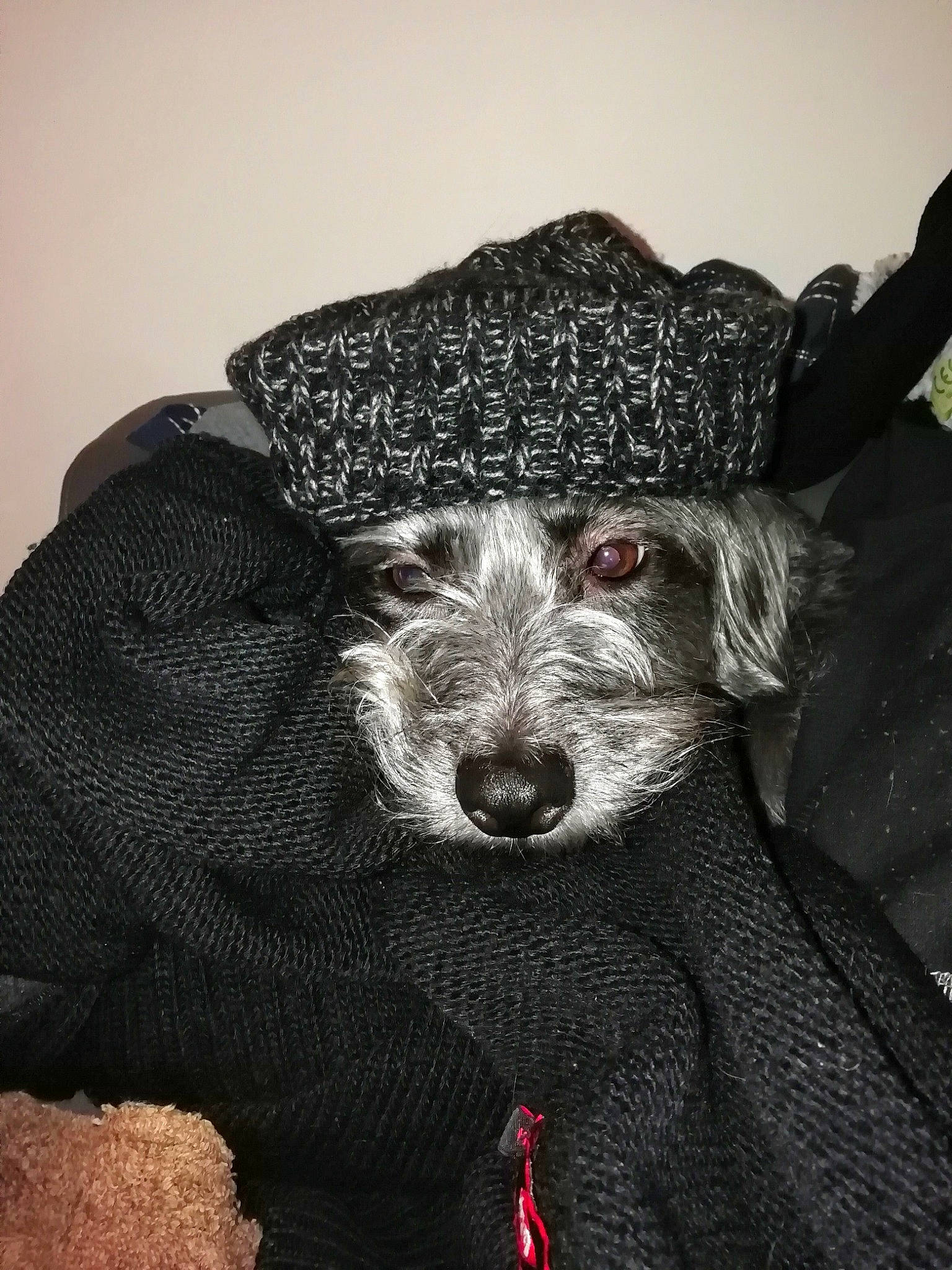 Paille participe au concours pour gagner de l'argent avec cette photo : art, canidae, carnivore, companion_dog, costume_hat, dog, dog_breed, fur, grey, hat, monochrome, monochrome_photography, sleeve, snout, sporting_group, terrier, toy_dog, water_dog, whiskers, working_animal