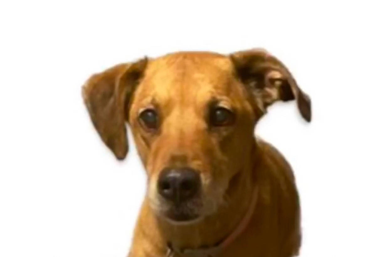 Maybelline is registered to the contest to win money with this photo: canidae, carnivore, companion_dog, dog, dog_breed, dog_supply, ear, eye, fawn, liver, paw, pet_supply, snout, sporting_group, terrestrial_animal, whiskers, wood, working_animal, working_dog