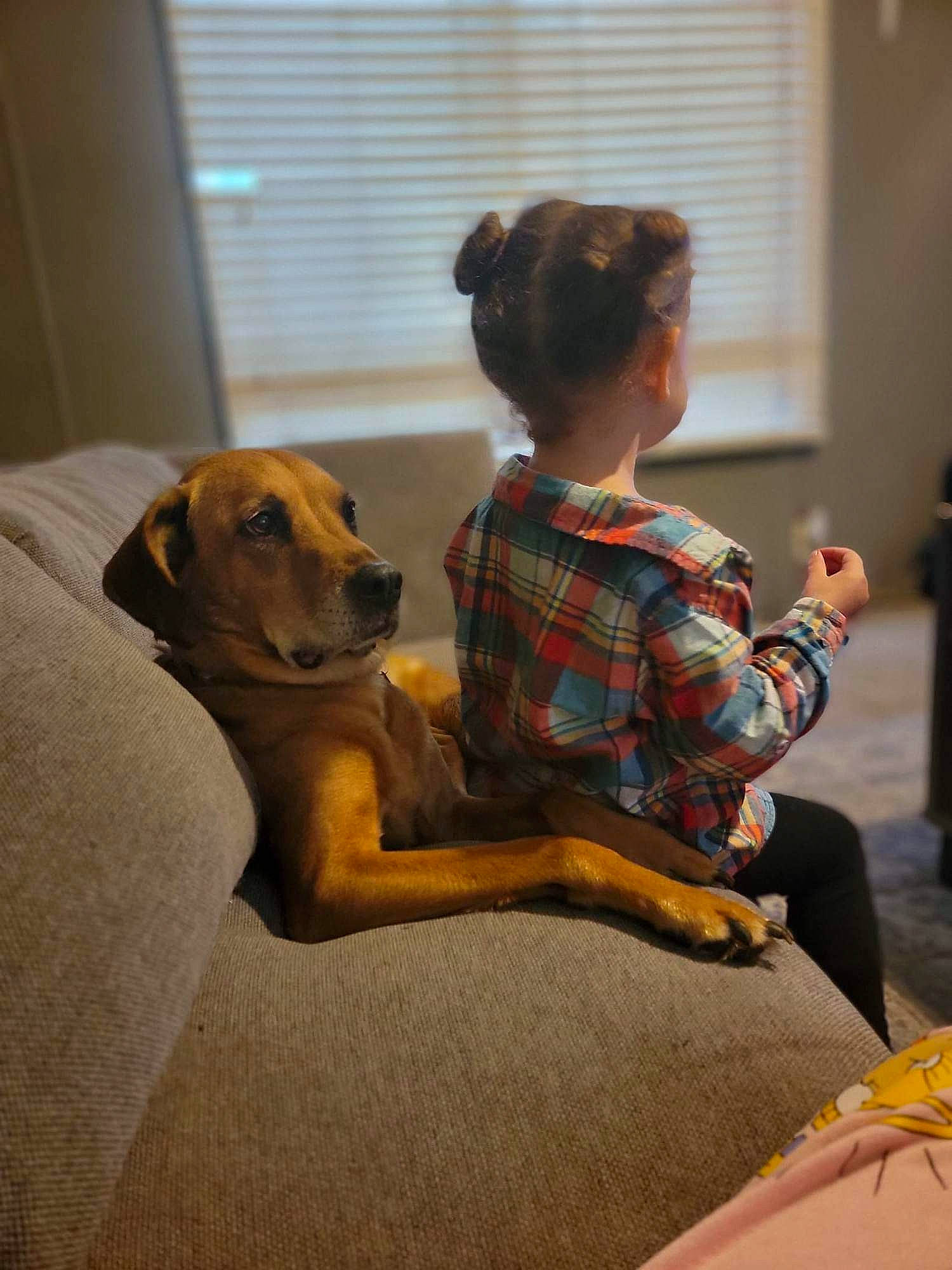 Maybelline is registered to the contest to win money with this photo: canidae, carnivore, child, comfort, companion_dog, dog, dog_breed, fawn, flooring, fur, mammal, pattern, plaid, room, sitting, tartan, toddler, toy, window, window_blind