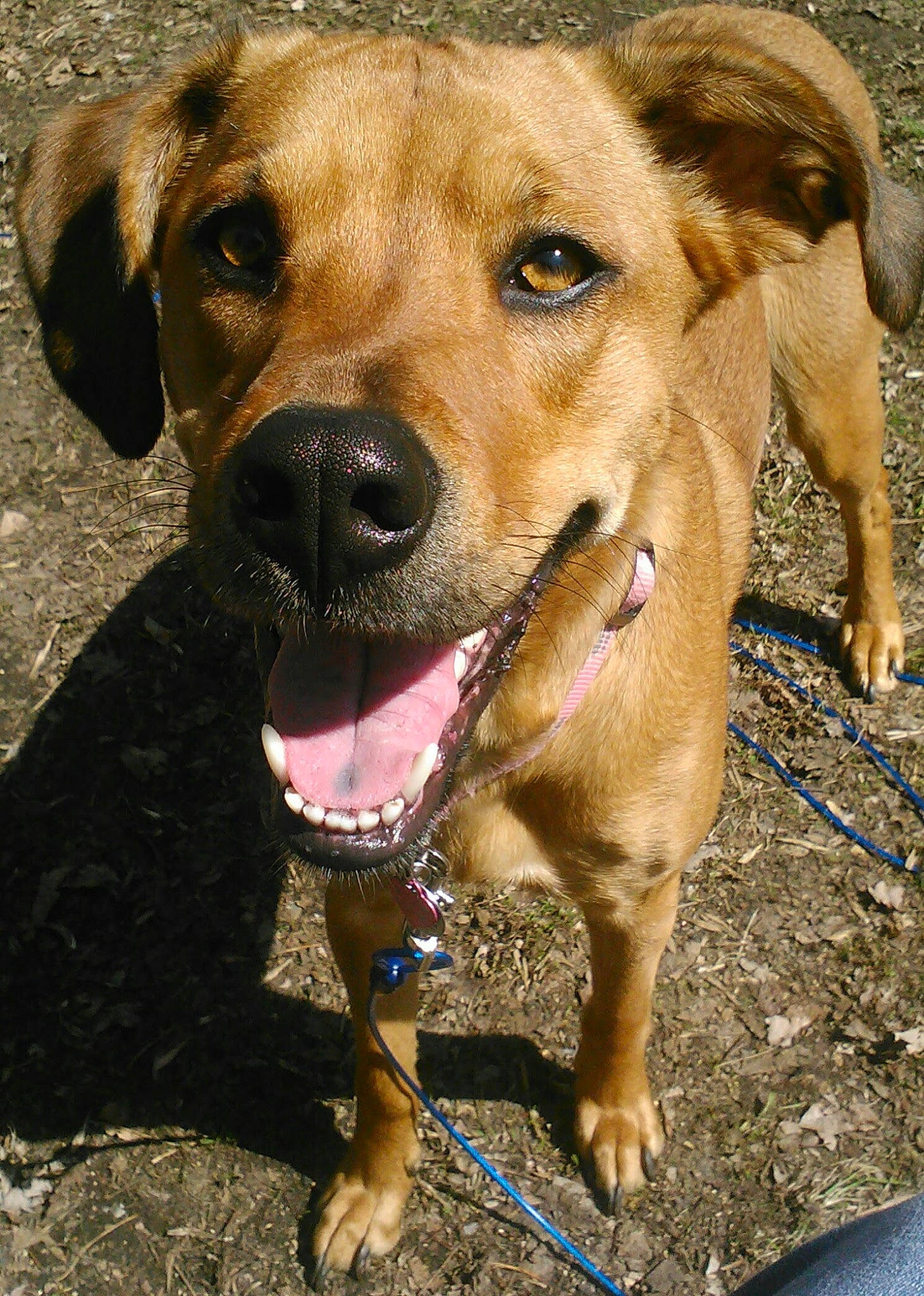 Maybelline joined the competition — help win amazing prizes! ancient_dog_breeds, canidae, carnivore, collar, companion_dog, dog, dog_breed, dog_collar, fawn, fur, guard_dog, hunting_dog, liver, pet_supply, snout, sporting_group, whiskers, working_animal, working_dog