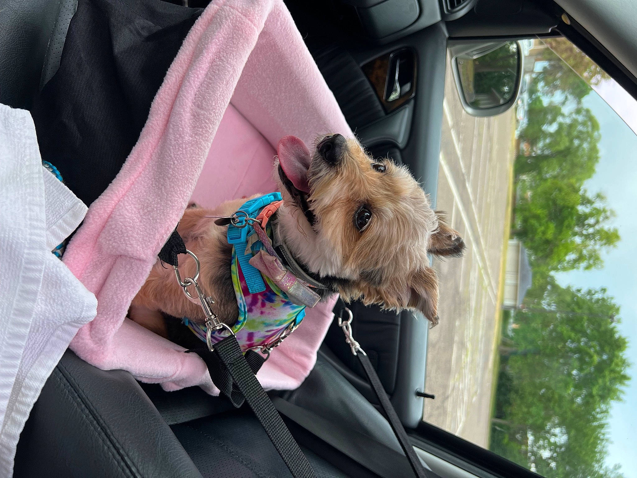 Peach is registered to the contest to win money with this photo: auto_part, canidae, car, car_seat, carnivore, collar, companion_dog, dog, dog_breed, dog_collar, dog_supply, fashion_accessory, fawn, leash, motor_vehicle, snout, sporting_group, tree, vehicle, working_animal