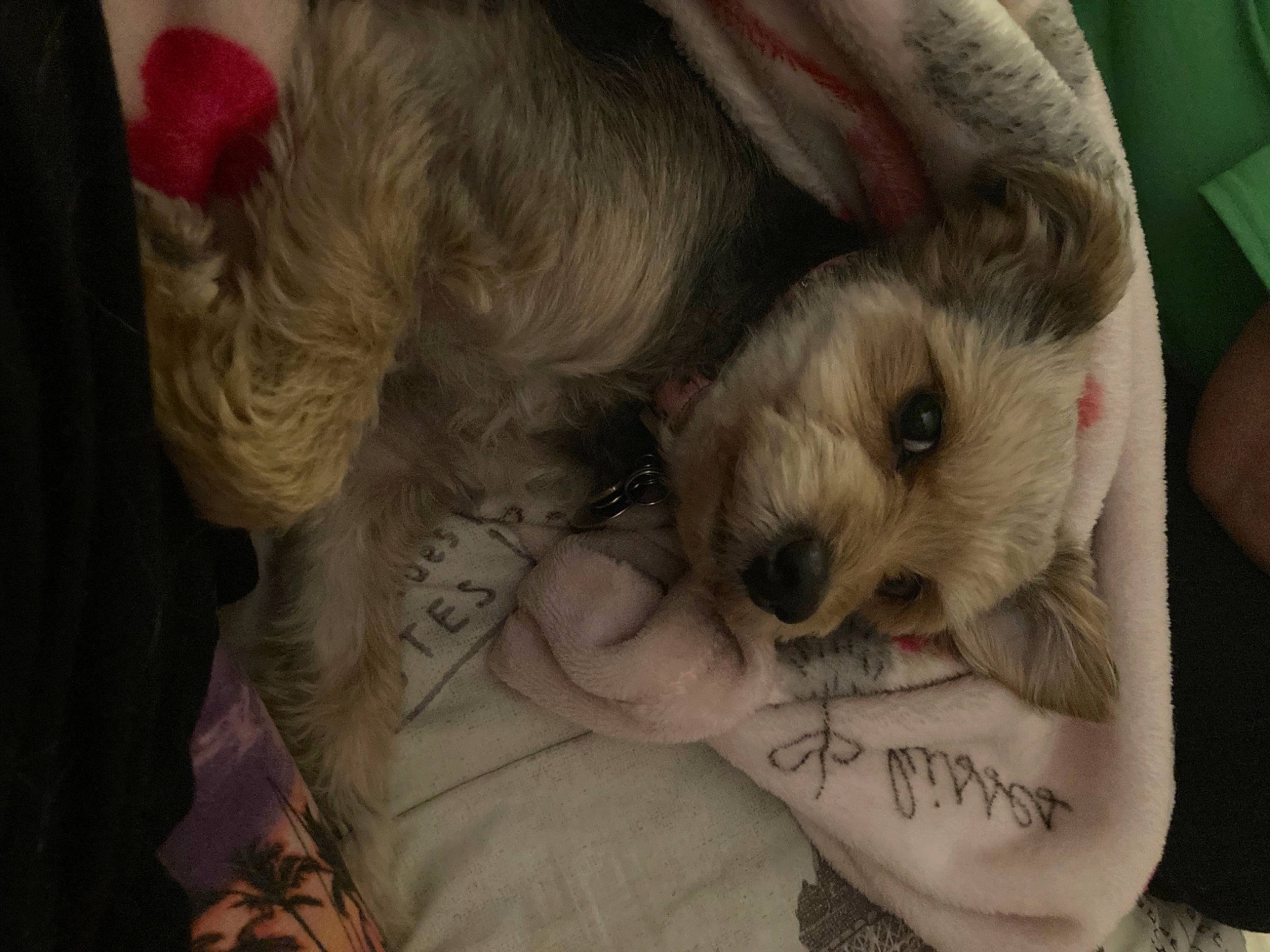 Peach is registered to the contest to win money with this photo: canidae, carnivore, claw, companion_dog, dog, dog_breed, fawn, fur, nail, non_sporting_group, paw, puppy_love, rodent, small_terrier, snout, sporting_group, terrier, toy_dog, whiskers, working_animal