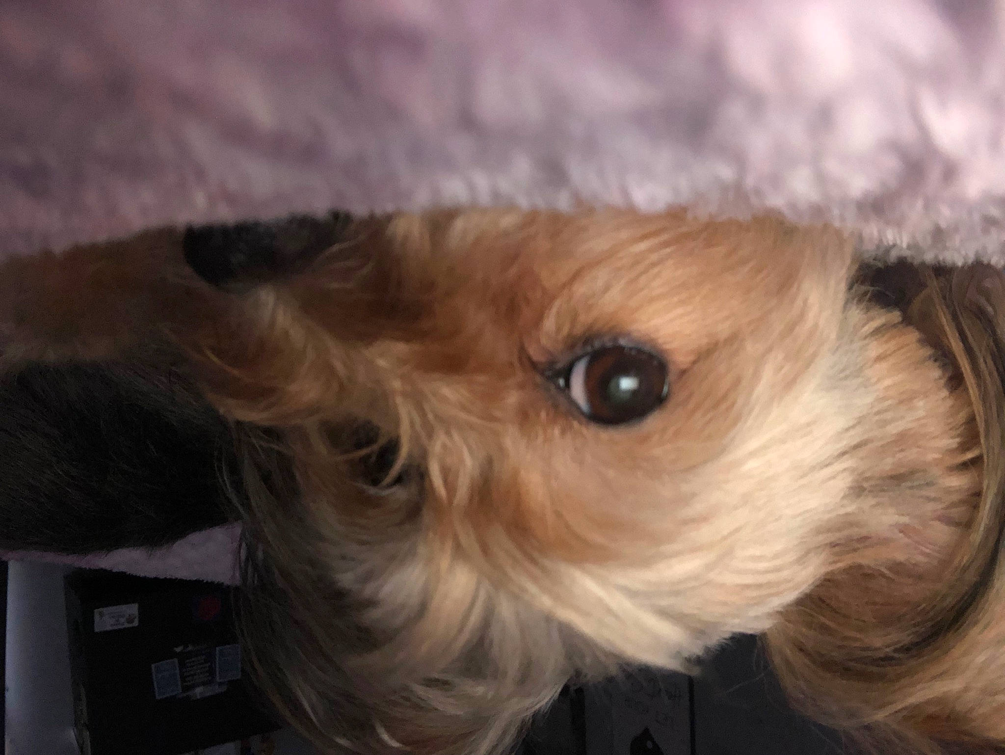 Peach joined the competition — help win amazing prizes! canidae, carnivore, companion_dog, dog, dog_breed, dog_supply, fawn, fur, liver, non_sporting_group, small_terrier, snout, sporting_group, terrier, toy_dog, whiskers, wood, working_animal, yorkipoo