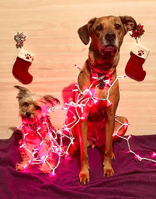 Peach is registered to the contest to win money with this photo: canidae, carnivore, collar, companion_dog, dog, dog_breed, dog_collar, dog_supply, event, fashion_accessory, fawn, fur, leash, liver, magenta, pet_supply, red, snout, tail, working_animal