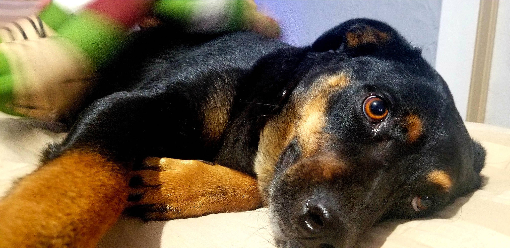 Bell joined the competition — help win amazing prizes! austrian_black_and_tan_hound, canidae, carnivore, companion_dog, dog, dog_breed, ear, eye, fawn, fur, guard_dog, paw, pinscher, puppy, snout, sporting_group, terrestrial_animal, whiskers, working_animal, working_dog