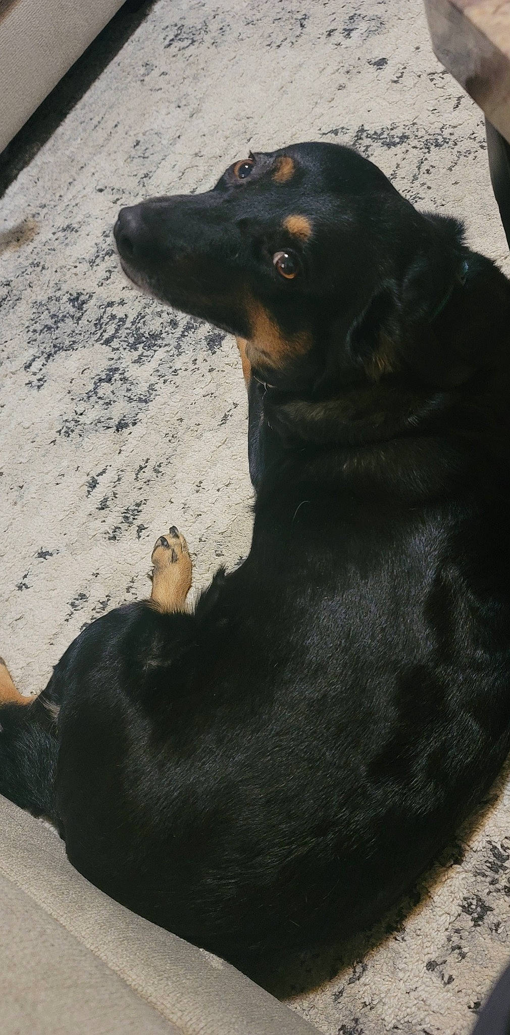 Bell joined the competition — help win amazing prizes! canidae, carnivore, companion_dog, dog, dog_breed, fur, hunting_dog, mammal, natural_material, paw, snout, sporting_group, terrestrial_animal, vertebrate, whiskers, working_animal, working_dog