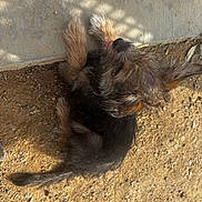 Violet joined the competition — help win amazing prizes! animal, closeup, concrete, cute, daylight, dirt, dog, fur, nature, outdoor, pet, playful, puppy, relaxed, scruffy, shadow, side_view, small_dog, sunlight, tongue
