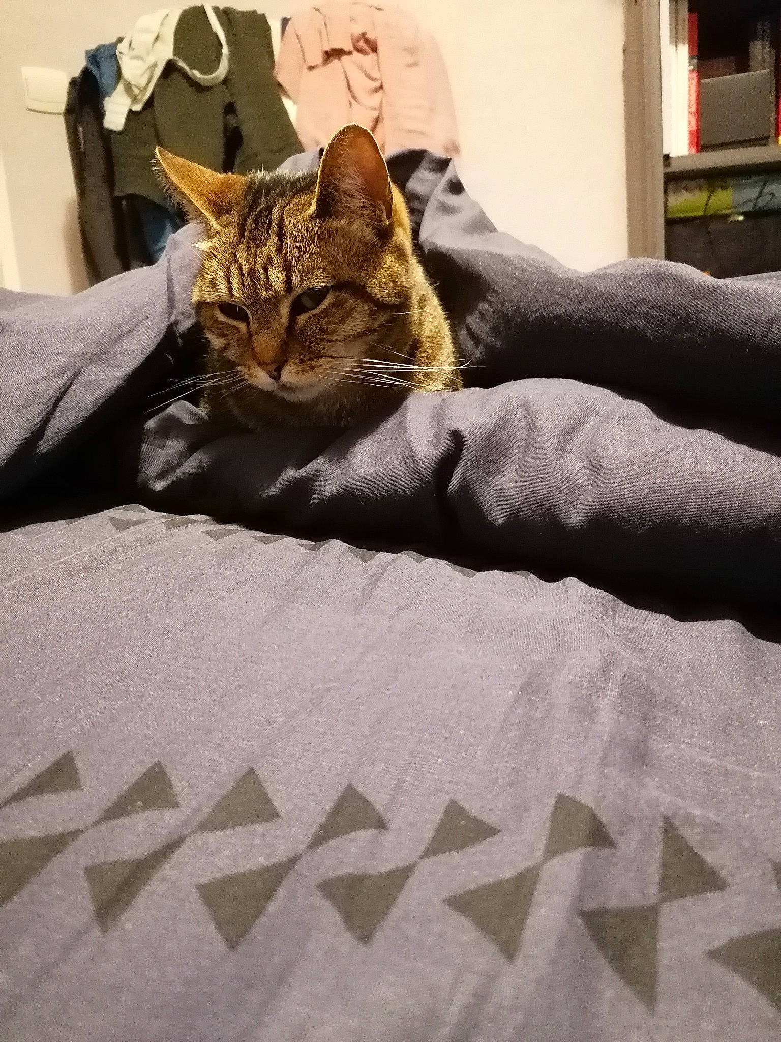 Romy participe au concours pour gagner de l'argent avec cette photo : bed, bedding, carnivore, cat, comfort, domestic_short_haired_cat, felidae, flooring, fur, grey, human_leg, linens, mammal, sitting, small_to_medium_sized_cats, tail, textile, tree, whiskers, wood