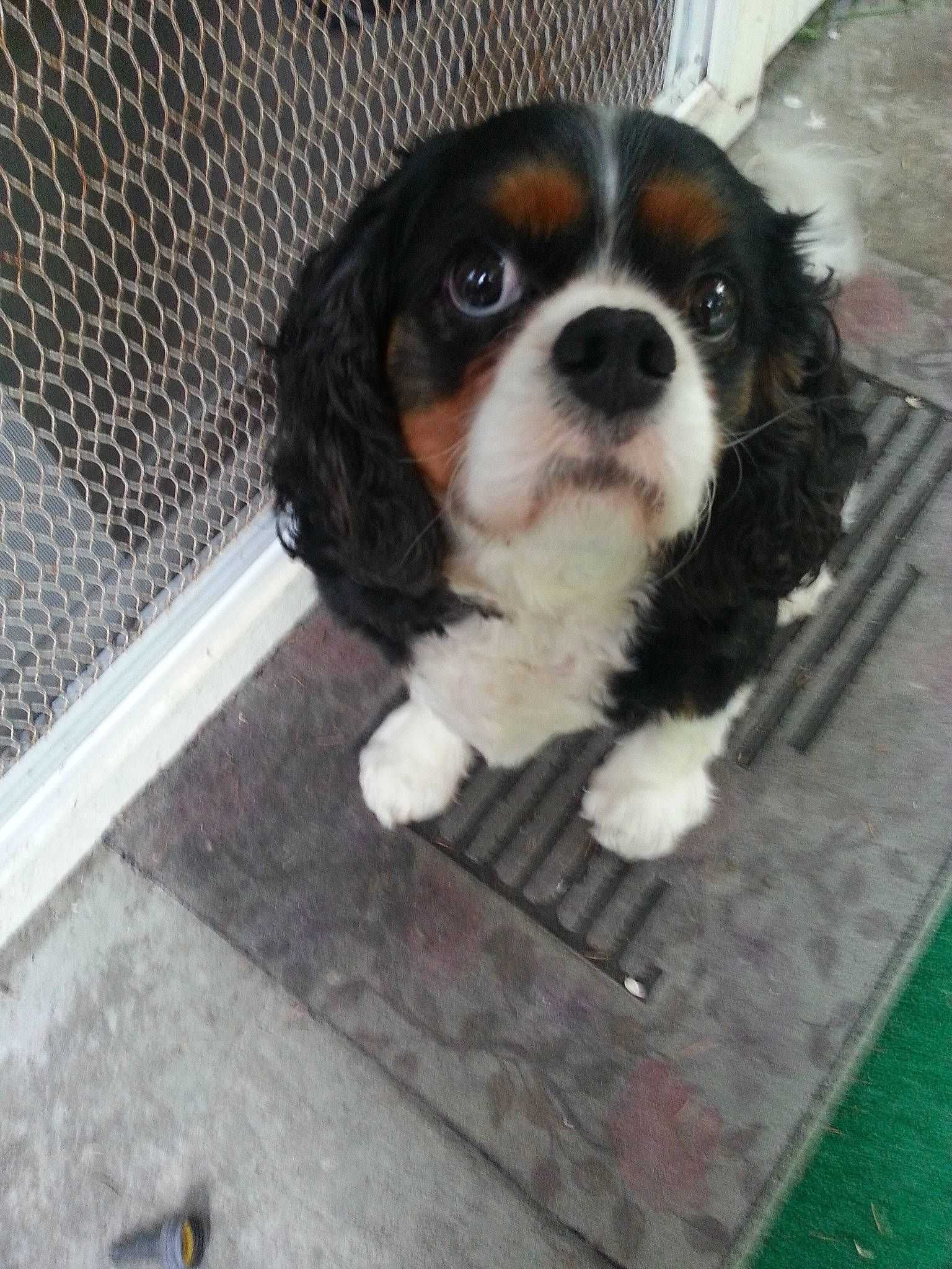 Cid joined the competition — help win amazing prizes! beaglier, canidae, carnivore, cavalier_king_charles_spaniel, companion_dog, dog, dog_breed, fawn, king_charles_spaniel, mammal, puppy, rare_breed_dog, snout, spaniel, sporting_group, toy_dog, vertebrate