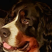 Lady joined the competition — help win amazing prizes! animal, bernese_mountain_dog, canine, close_up, dark_background, dog, ears, expression, face, friendly, fur, indoors, looking_away, muzzle, nose, pet, portrait, tongue_out, tricolor, whiskers