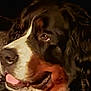 animal, bernese_mountain_dog, canine, close_up, dark_background, dog, ears, expression, face, friendly, fur, indoors, looking_away, muzzle, nose, pet, portrait, tongue_out, tricolor, whiskers