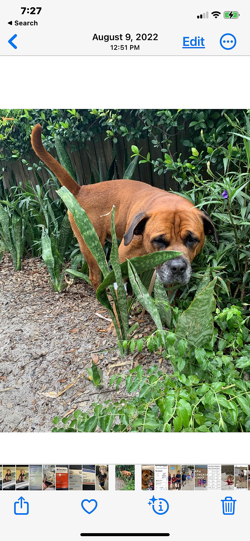 Buddha is registered to the contest to win money with this photo: canidae, carnivore, companion_dog, dog, dog_breed, fawn, grass, hound, hunting_dog, plant, puppy, rectangle, sporting_group, tail, terrestrial_animal, terrestrial_plant, wildlife, working_dog