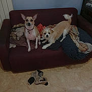Astra Et Upsy participe au concours pour gagner de l'argent avec cette photo : dog, couch, blanket, plush_toy, slippers, indoor, pet, floor, fur, canine, domestic_animal, relaxing, cozy, room, home, two_dogs, brown_dog, white_dog, furniture, living_room