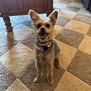 Nova Jane is registered to the contest to win money with this photo: dog, small_dog, happy, smiling, ears, carpet, checkered_carpet, indoor, wooden_furniture, pet, collar, tag, floor, natural_light, cute, animal, domestic_animal, looking_at_camera, sitting, fur
