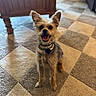 dog, small_dog, happy, smiling, ears, carpet, checkered_carpet, indoor, wooden_furniture, pet, collar, tag, floor, natural_light, cute, animal, domestic_animal, looking_at_camera, sitting, fur