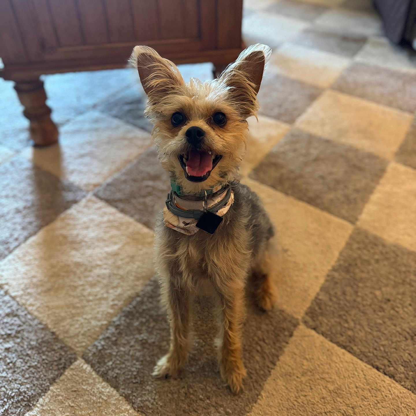 Nova Jane is registered to the contest to win money with this photo: dog, small_dog, happy, smiling, ears, carpet, checkered_carpet, indoor, wooden_furniture, pet, collar, tag, floor, natural_light, cute, animal, domestic_animal, looking_at_camera, sitting, fur