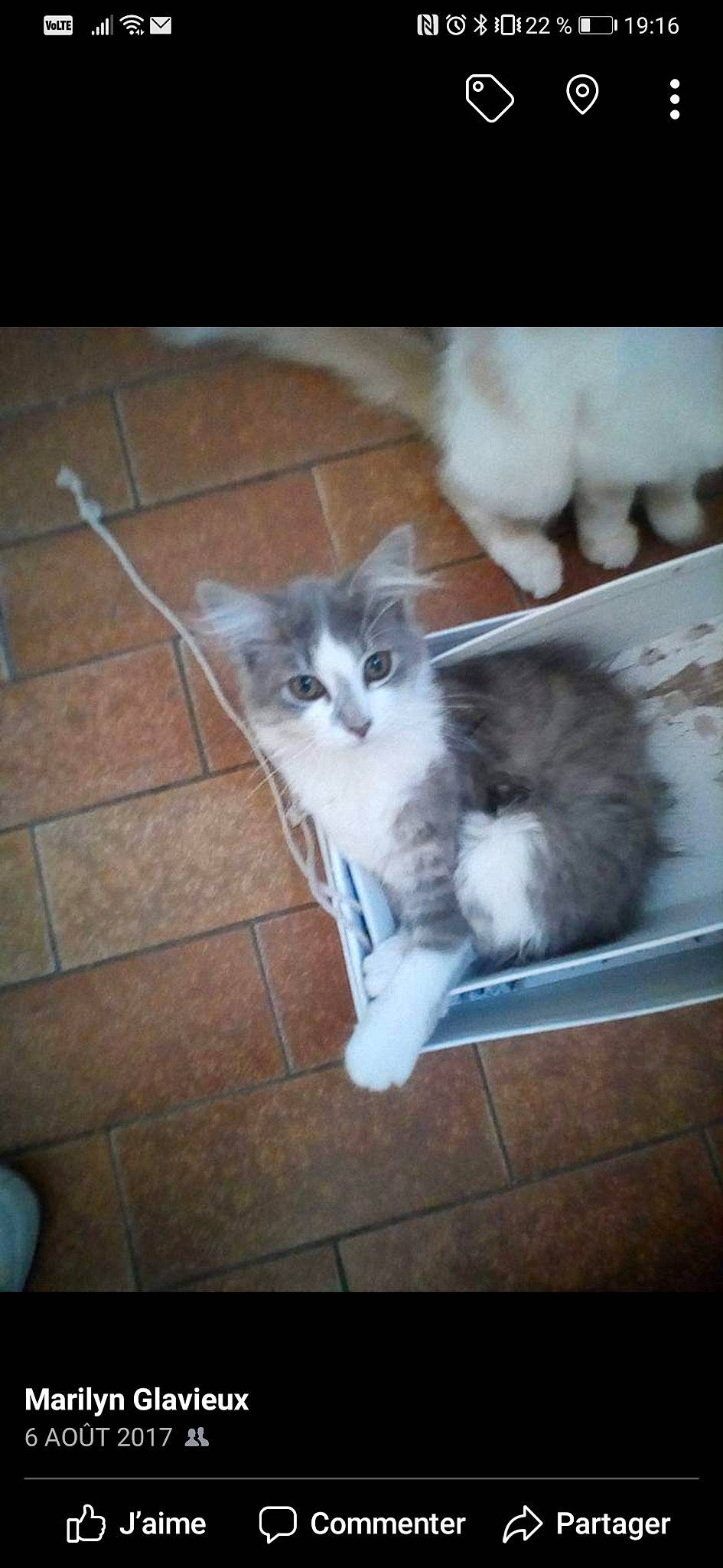 Isis a rejoint le concours — aidez-le/la à gagner de superbes lots ! american_curl, asian_semi_longhair, british_semi_longhair, carnivore, cat, cymric, domestic_long_haired_cat, felidae, kitten, mammal, munchkin, norwegian_forest_cat, persian, ragamuffin, ragdoll, siberian, small_to_medium_sized_cats, tail, vertebrate, whiskers