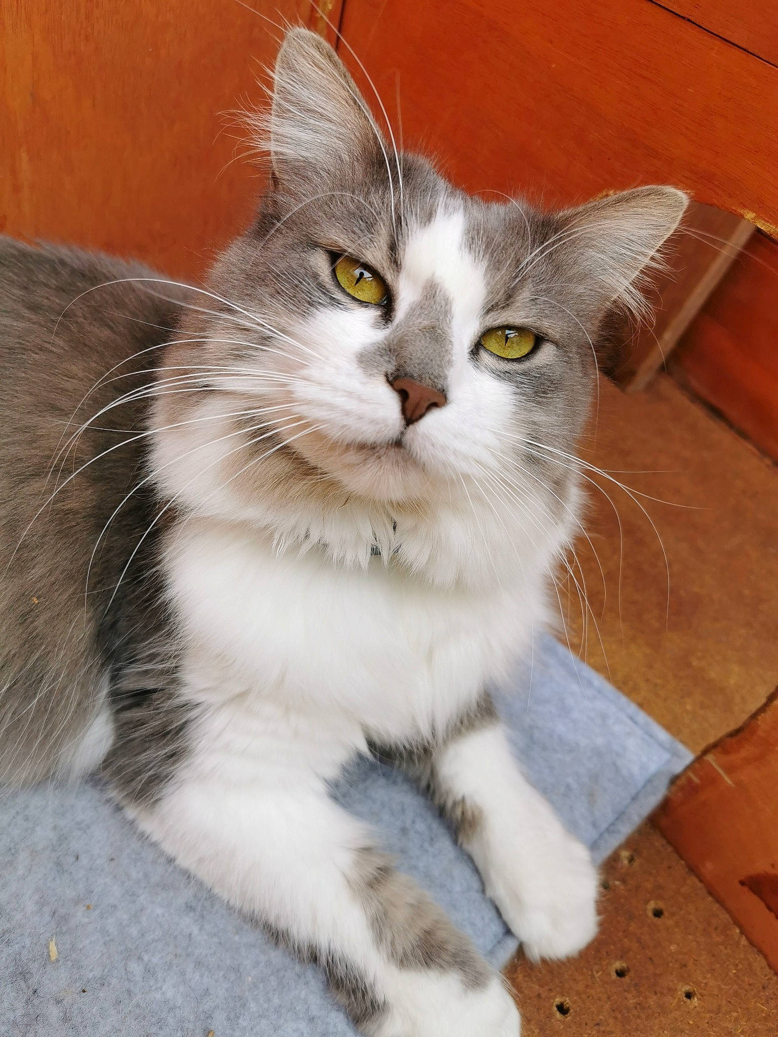 Isis participe au concours pour gagner de l'argent avec cette photo : aegean_cat, american_curl, american_wirehair, asian, asian_semi_longhair, british_semi_longhair, carnivore, cat, domestic_long_haired_cat, domestic_short_haired_cat, european_shorthair, felidae, kitten, mammal, norwegian_forest_cat, ragamuffin, siberian, small_to_medium_sized_cats, vertebrate, whiskers