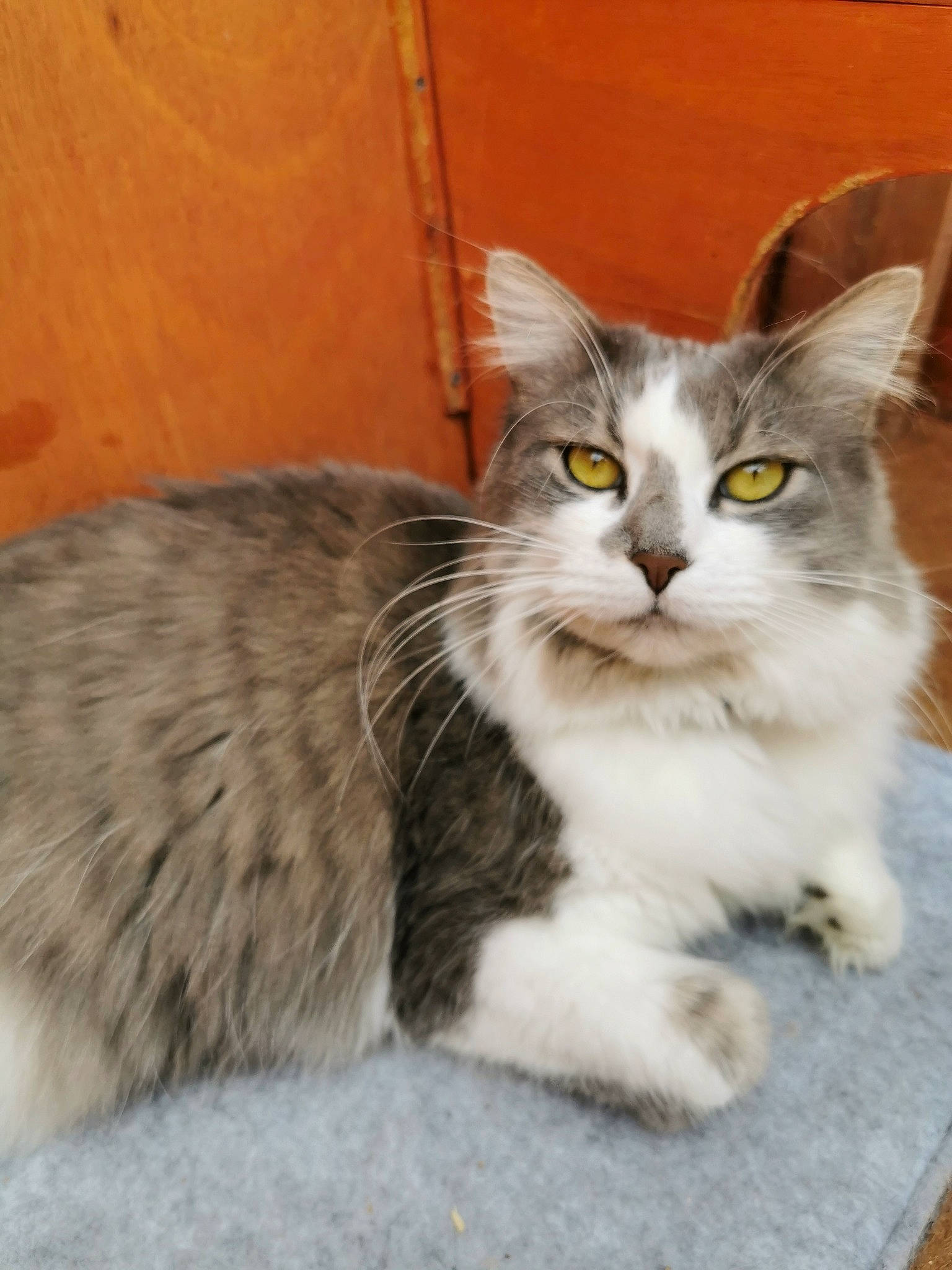 Isis a rejoint le concours — aidez-le/la à gagner de superbes lots ! aegean_cat, asian_semi_longhair, british_semi_longhair, carnivore, cat, domestic_long_haired_cat, domestic_short_haired_cat, european_shorthair, felidae, kitten, maine_coon, mammal, norwegian_forest_cat, persian, ragamuffin, siberian, small_to_medium_sized_cats, tabby_cat, vertebrate, whiskers