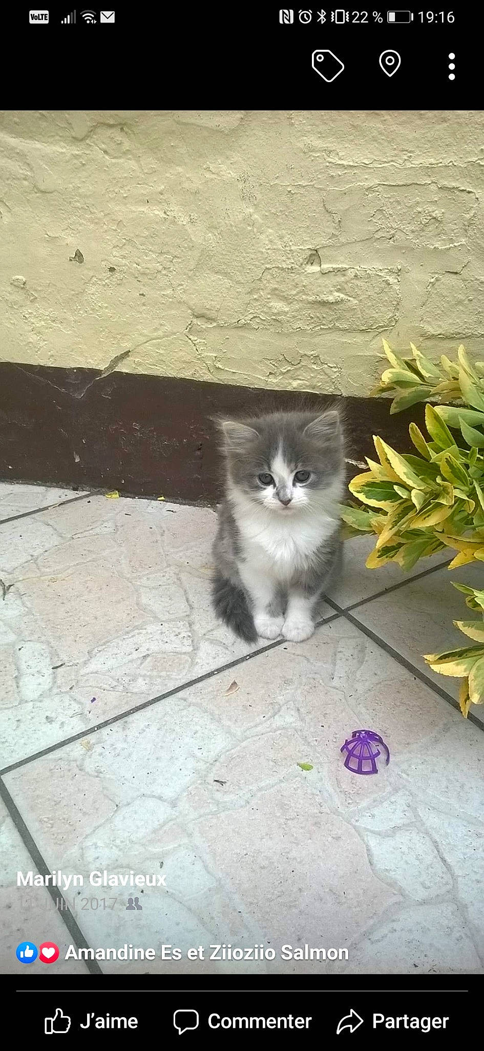 Isis a rejoint le concours — aidez-le/la à gagner de superbes lots ! carnivore, cat, domestic_long_haired_cat, domestic_short_haired_cat, felidae, kitten, maine_coon, mammal, norwegian_forest_cat, persian, ragamuffin, siberian, small_to_medium_sized_cats, tail, whiskers