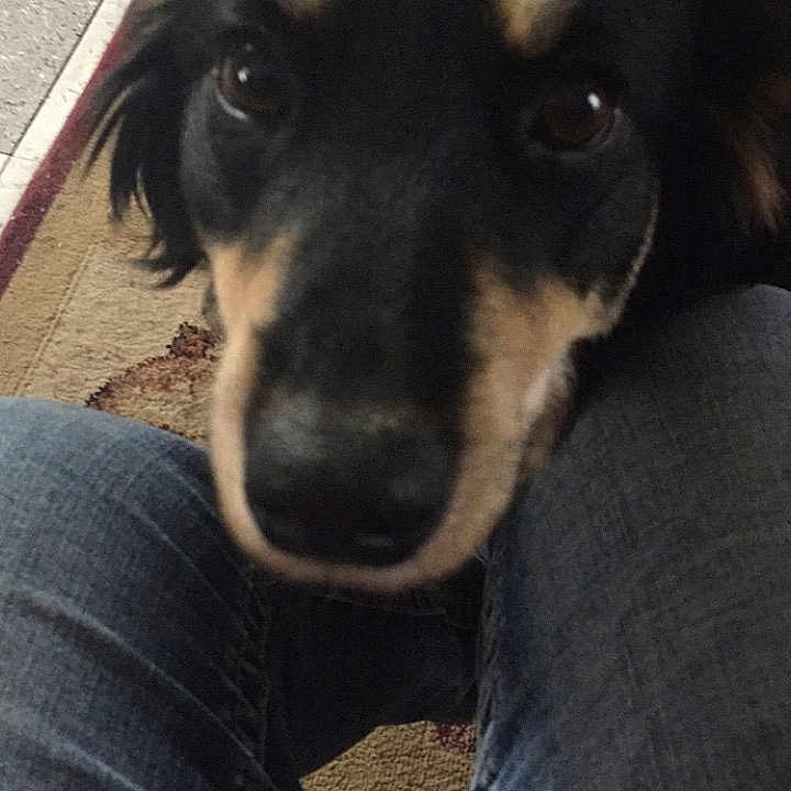 Emma joined the competition — help win amazing prizes! beagador, canidae, carnivore, dog, dog_breed, feist, huntaway, mammal, miniature_pinscher, nose, puppy, rat_terrier, snout, sporting_group, street_dog, working_dog