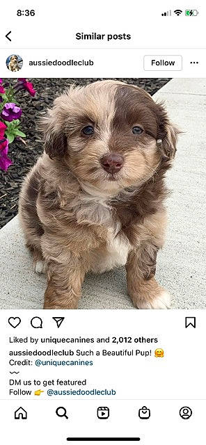 Charlie is registered to the contest to win money with this photo: carnivore, companion_dog, dog, dog_breed, flower, font, fur, liver, maltepoo, photo_caption, plant, puppy, puppy_love, small_terrier, sporting_group, terrestrial_animal, terrier, toy_dog, whiskers, working_animal