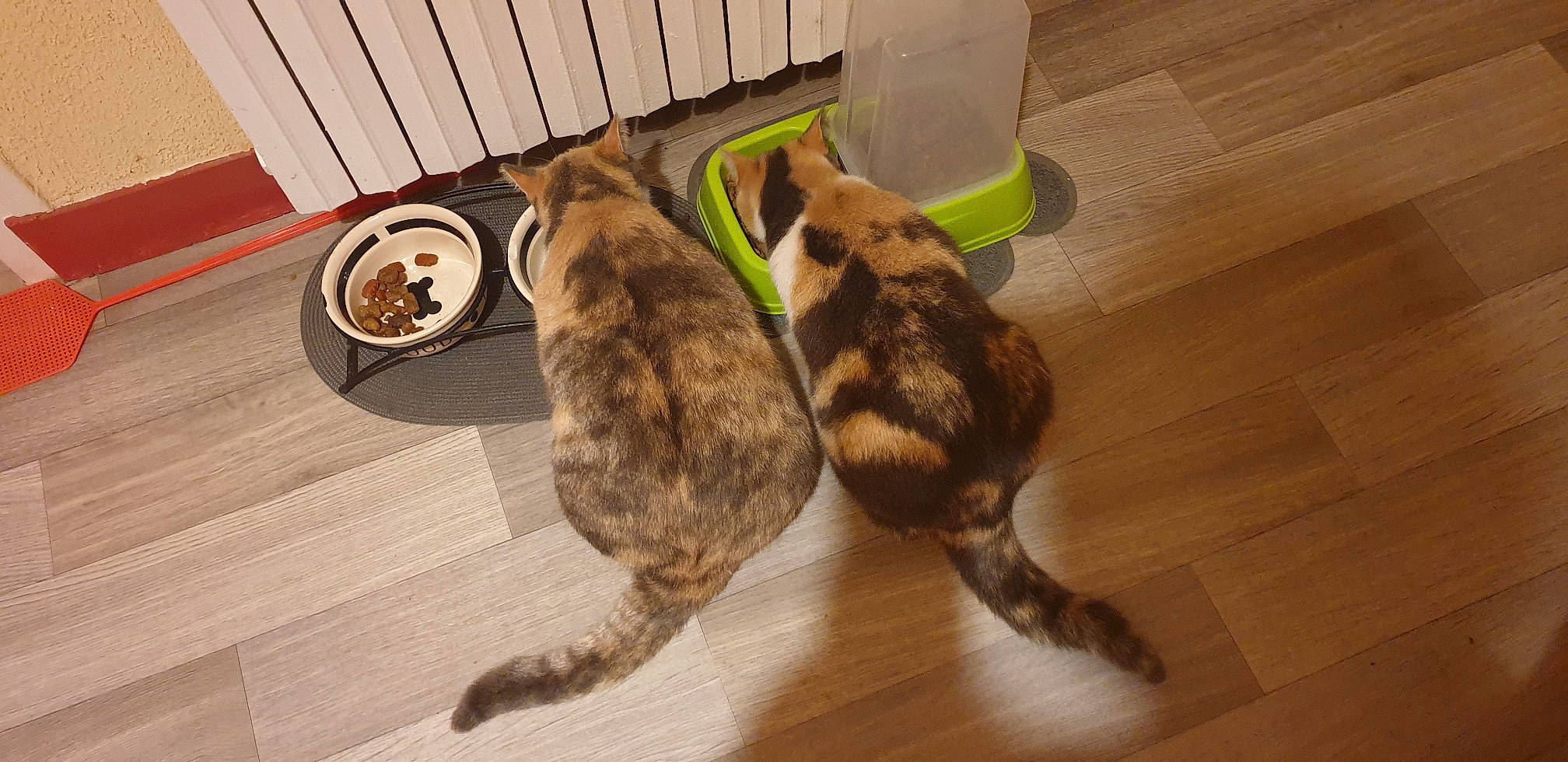 Mina participe au concours pour gagner de l'argent avec cette photo : canidae, carnivore, cat, european_shorthair, felidae, mammal, small_to_medium_sized_cats, tail, whiskers, wood