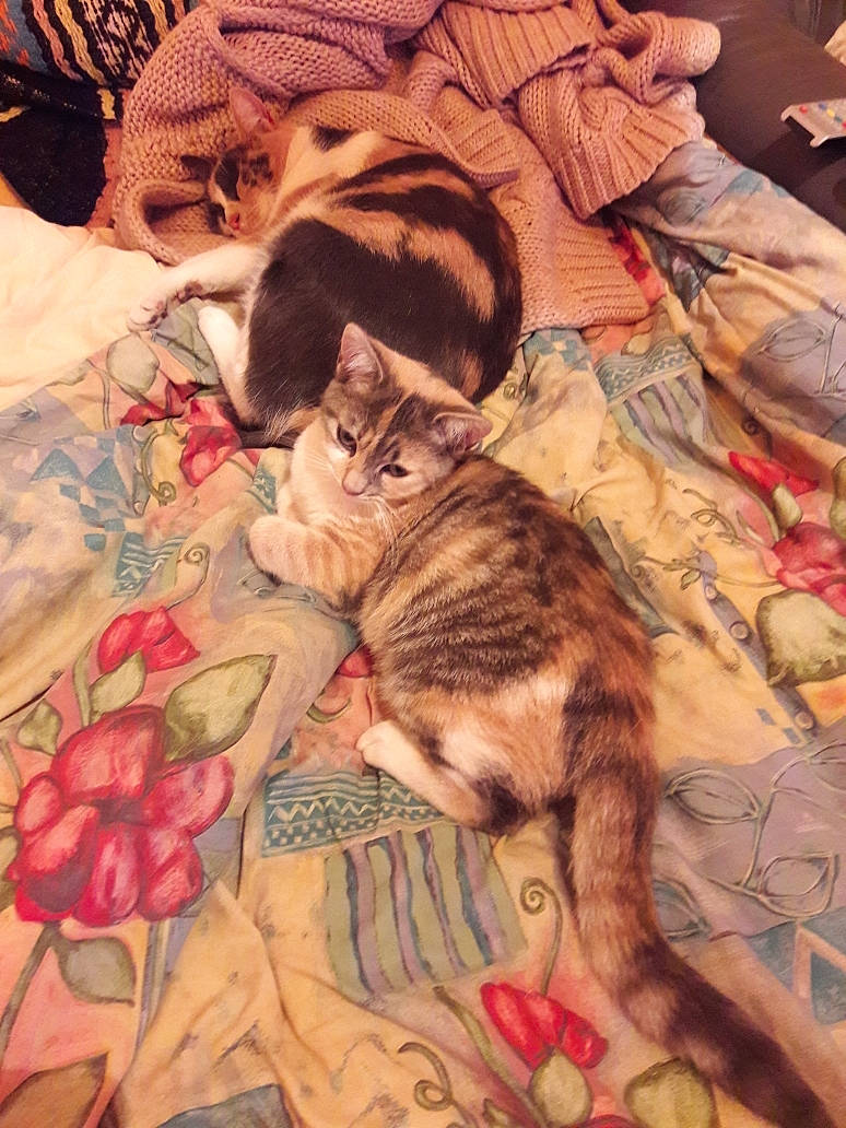 Mina a rejoint le concours — aidez-le/la à gagner de superbes lots ! art, carnivore, cat, european_shorthair, fawn, felidae, fur, illustration, kitten, small_to_medium_sized_cats, tabby_cat, textile, whiskers