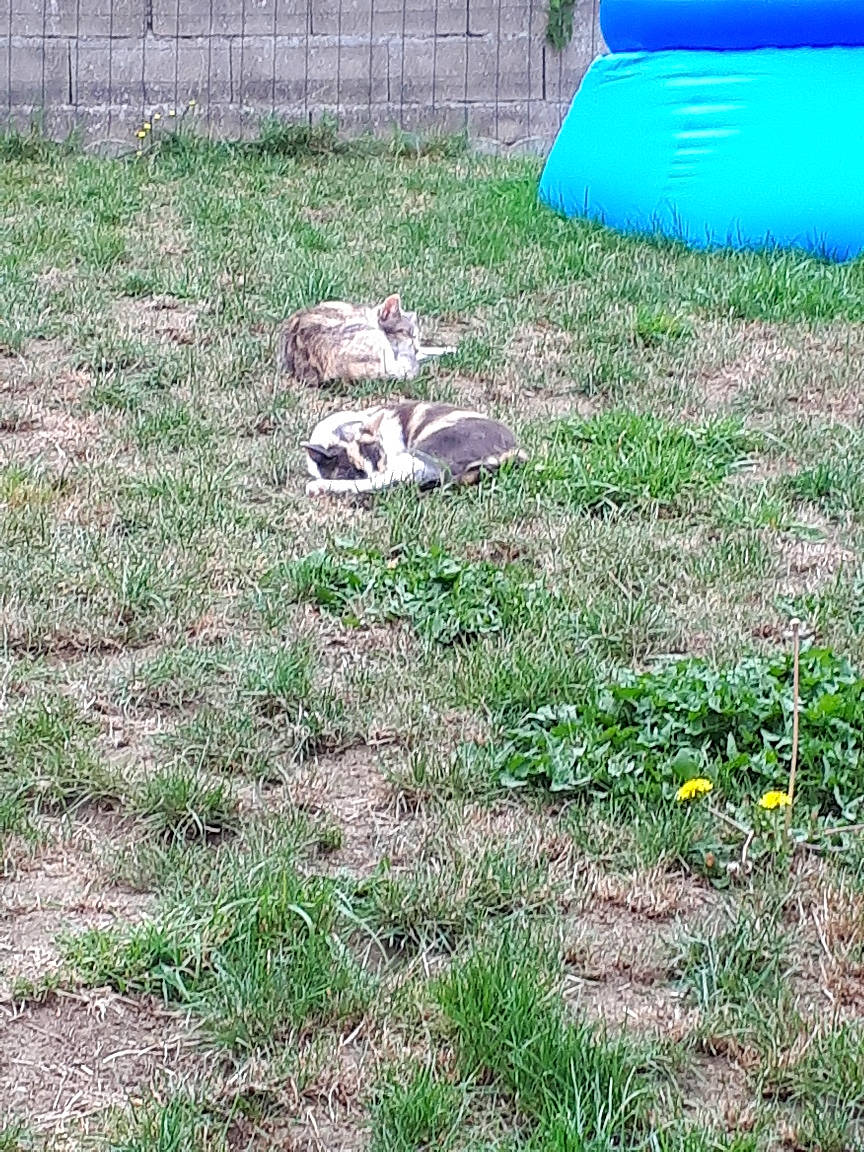 Mina a rejoint le concours — aidez-le/la à gagner de superbes lots ! backyard, canidae, grass, grass_family, lawn, pasture, plant, soil, sporting_group, yard