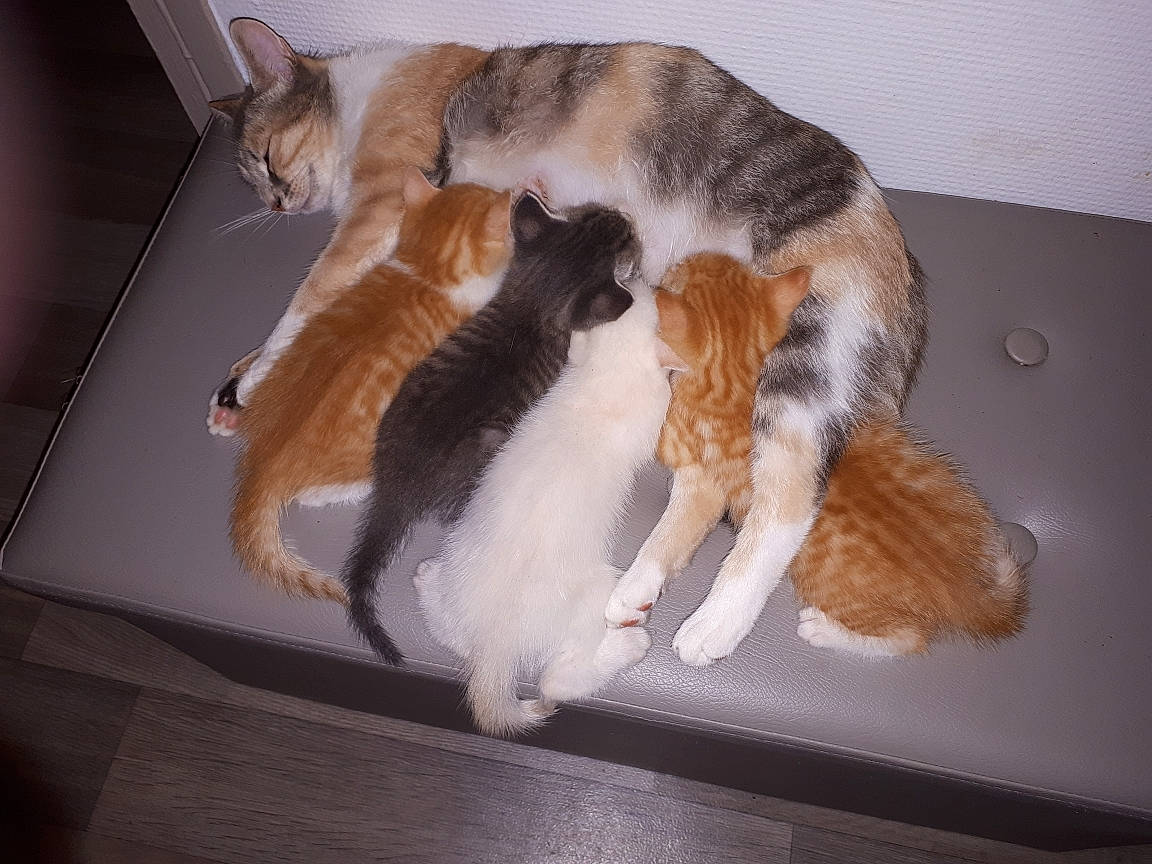 Mina participe au concours pour gagner de l'argent avec cette photo : aegean_cat, carnivore, cat, domestic_short_haired_cat, european_shorthair, fawn, felidae, fur, paw, polydactyl_cat, small_to_medium_sized_cats, tail, whiskers