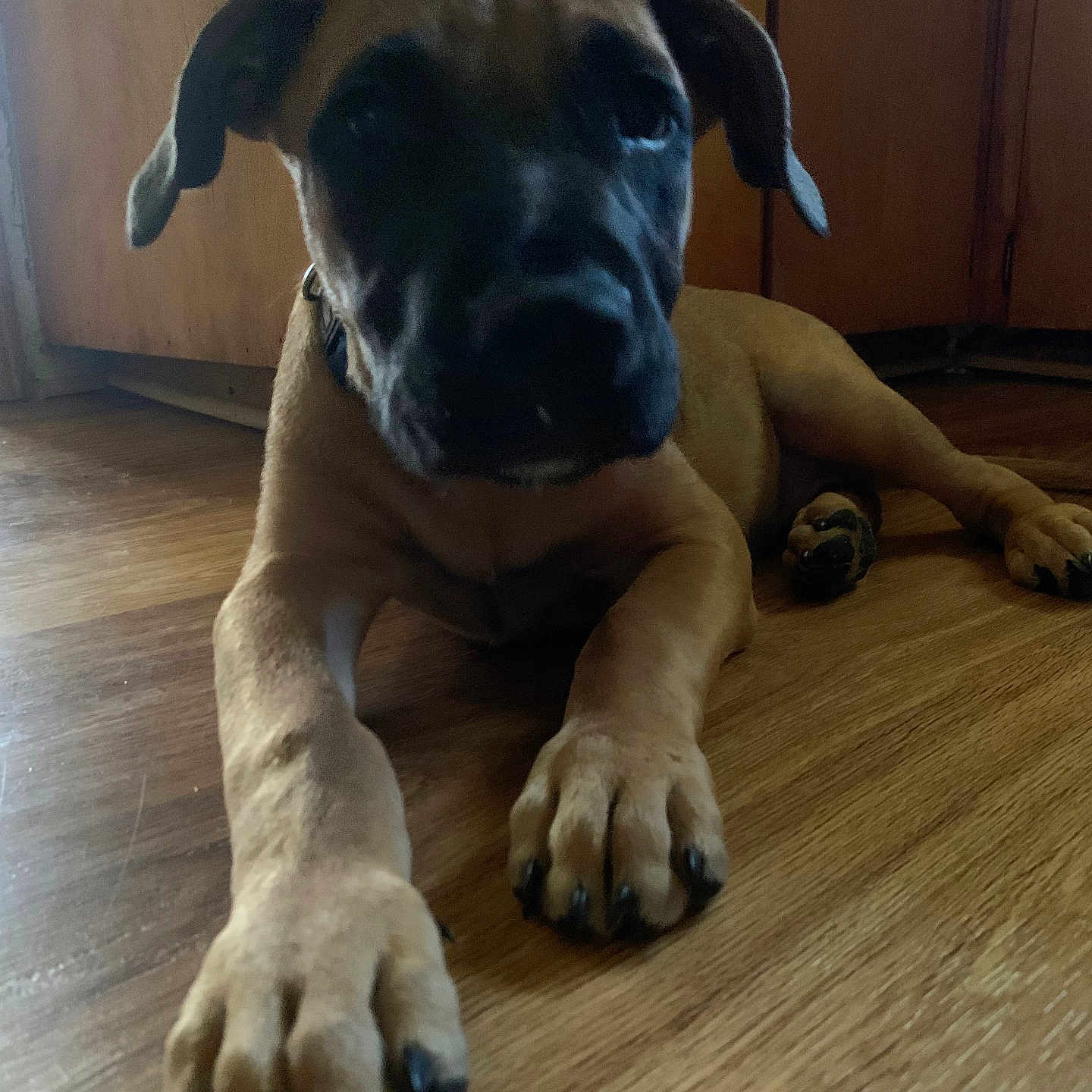 Bruno is registered to the contest to win money with this photo: animal, black_snout, brown_dog, cabinet, canine, close_up, dog, domestic_animal, flooring, furniture, home, indoor, lying_down, paw, paws, pet, puppy, resting, wooden_floor, young_dog