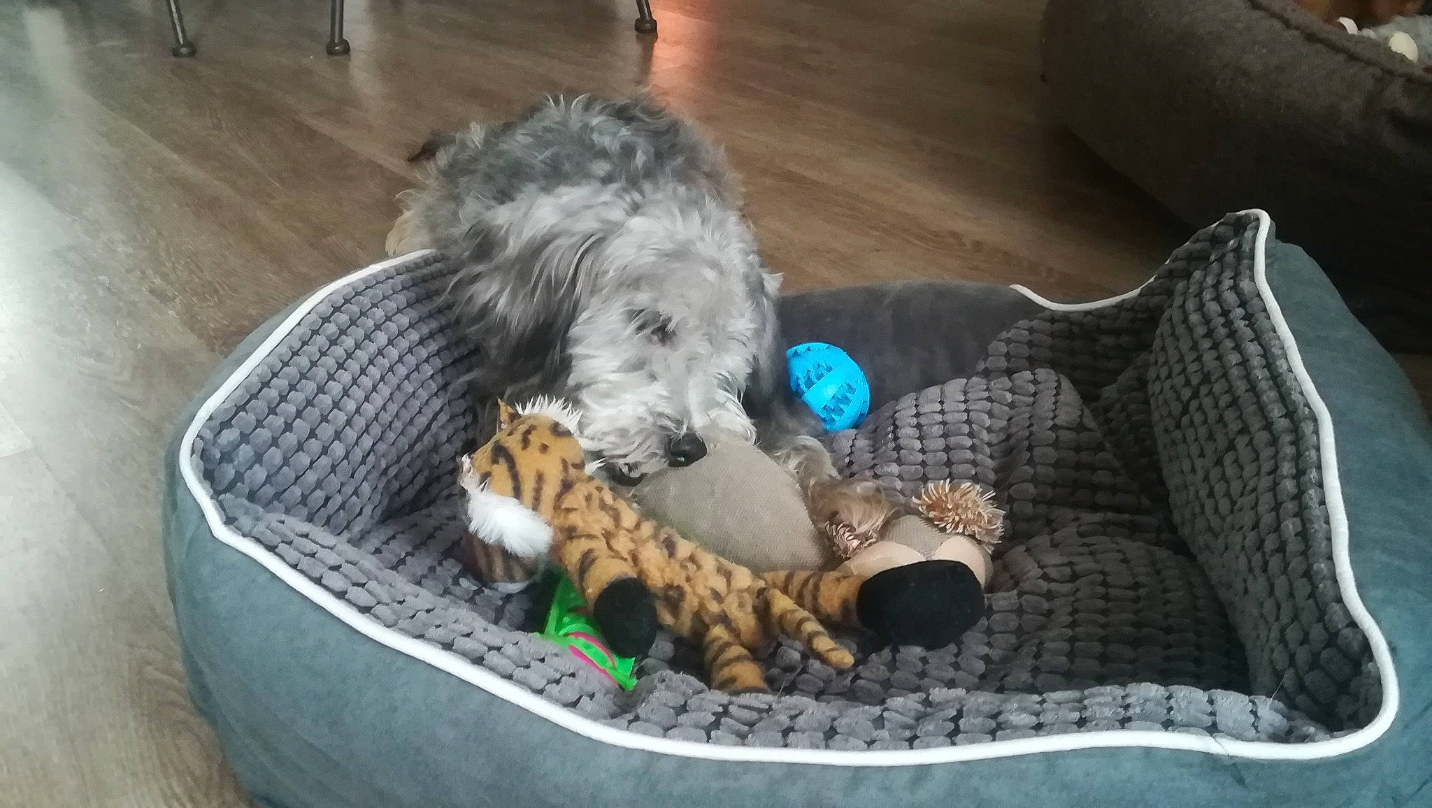 Billy a rejoint le concours — aidez-le/la à gagner de superbes lots ! canidae, carnivore, companion_dog, dog, dog_breed, goldendoodle, irish_wolfhound, mammal, sporting_group, sporting_lucas_terrier, terrier, vertebrate