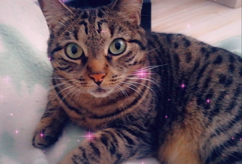 Lumen participe au concours pour gagner de l'argent avec cette photo : carnivore, cat, domestic_short_haired_cat, felidae, fur, pattern, paw, sitting, small_to_medium_sized_cats, snout, terrestrial_animal, vertebrate, whiskers, wildlife