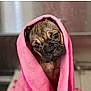 puppy, dog, pink_towel, pet, cute, portrait, animal, fur, indoors, looking, head_tilt, snuggled, young_dog, canine, face, nose, ears, eyes, blanket, soft