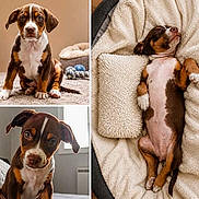 Caline a rejoint le concours — aidez-le/la à gagner de superbes lots ! puppy, dog, brown, white, pet, cute, sleeping, bed, carpet, indoor, cozy, blanket, pillow, young, animal, ears, nose, fur, eyes, collage