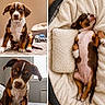 puppy, dog, brown, white, pet, cute, sleeping, bed, carpet, indoor, cozy, blanket, pillow, young, animal, ears, nose, fur, eyes, collage