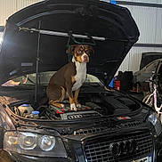 Caline a rejoint le concours — aidez-le/la à gagner de superbes lots ! animal, audi, automobile, brown_dog, car, curious, cute, dog, engine, garage, hood_open, indoor, license_plate, mechanic, metal, pet, sitting, transportation, vehicle, white_dog