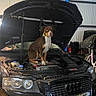animal, audi, automobile, brown_dog, car, curious, cute, dog, engine, garage, hood_open, indoor, license_plate, mechanic, metal, pet, sitting, transportation, vehicle, white_dog