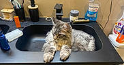 Amon participe au concours pour gagner de l'argent avec cette photo : bathroom, black_sink, cat, cleaning_products, clutter, counter, domestic_cat, feline, fluffy_cat, gray_cat, household, indoor, mouthwash, pet, relaxed, resting, sink, soap, toiletries, toothbrush