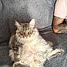cat, gray_cat, fluffy, long_hair, pet, sitting, couch, furniture, tattoo, arm, pink_shirt, relaxed, indoor, domestic_animal, animal, fur, whiskers, tail, yellow_eyes, curious