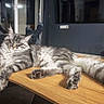 cat, tabby, fluffy, indoor, table, relaxed, stretching, feline, pet, gray, fur, living_room, wooden_surface, cozy, resting, animal, domestic_cat, cute, sleeping, comfortable