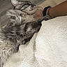 Amon a rejoint le concours — aidez-le/la à gagner de superbes lots ! blanket, bracelets, cat, closeup, comfort, cozy, cuddle, domestic_animal, fluffy, fur, gray_tabby, indoor, nap, person_arm, pet, relaxation, resting, sleeping, soft_texture, wooden_floor