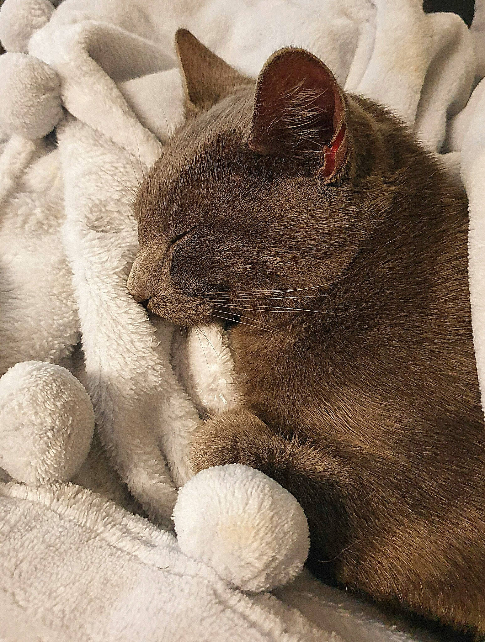 Ruby participe au concours pour gagner de l'argent avec cette photo : carnivore, cat, cat_supply, claw, comfort, domestic_short_haired_cat, felidae, fur, korat, linens, nap, organism, paw, russian_blue, sleep, small_to_medium_sized_cats, snout, stuffed_toy, vertebrate, whiskers