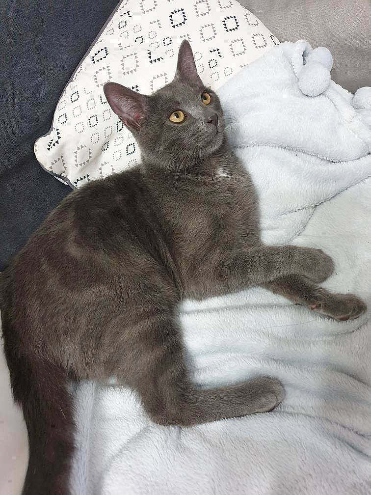 Ruby a rejoint le concours — aidez-le/la à gagner de superbes lots ! black_cat, carnivore, cat, chartreux, comfort, domestic_short_haired_cat, felidae, fur, grey, korat, linens, organism, small_to_medium_sized_cats, snout, tail, terrestrial_animal, vertebrate, whiskers