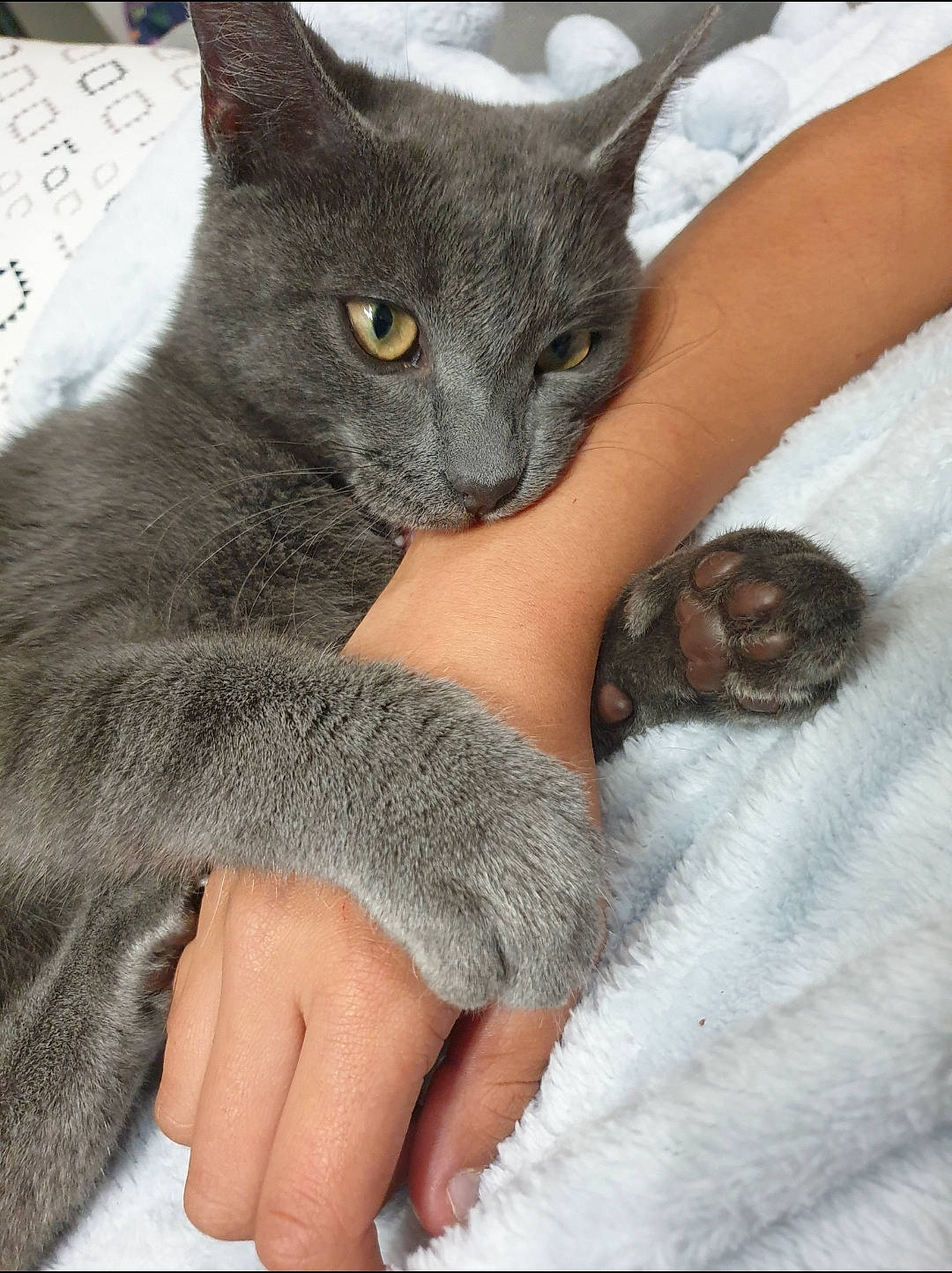 Ruby a rejoint le concours — aidez-le/la à gagner de superbes lots ! black_cat, british_shorthair, carnivore, cat, chartreux, comfort, domestic_short_haired_cat, felidae, foot, fur, grey, korat, linens, nail, russian_blue, skin, small_to_medium_sized_cats, snout, vertebrate, whiskers