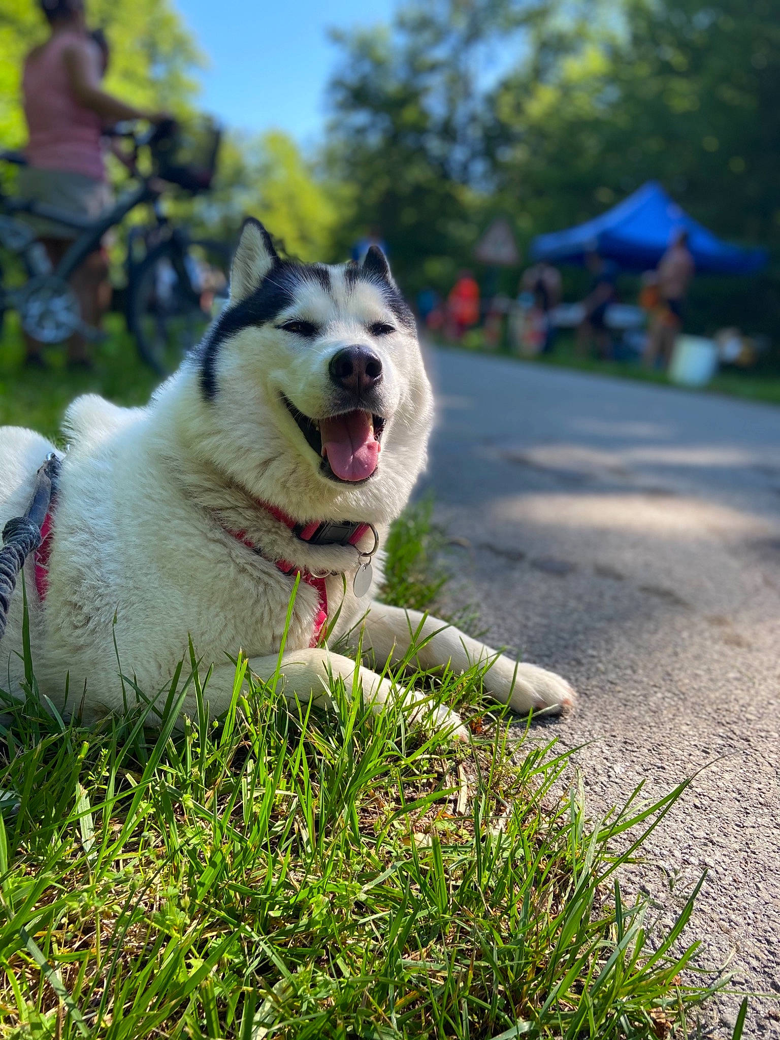 Osiris participe au concours pour gagner de l'argent avec cette photo : bicycle, bicycle_wheel, carnivore, collar, companion_dog, dog, dog_breed, fawn, grass, happy, leisure, plant, recreation, sky, sporting_group, tail, tent, tire, tree, wheel