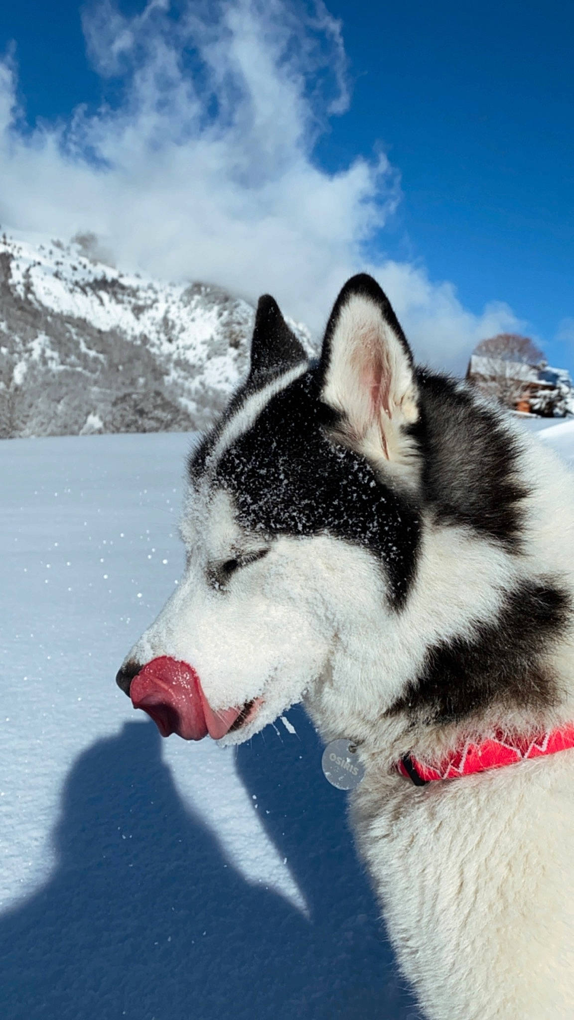 Osiris participe au concours pour gagner de l'argent avec cette photo : canidae, carnivore, cloud, collar, dog, dog_breed, freezing, fur, geological_phenomenon, glacial_landform, mountain, recreation, siberian_husky, sky, sled_dog, slope, snout, snow, sporting_group, winter