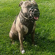 Simba a rejoint le concours — aidez-le/la à gagner de superbes lots ! dog, brindle, muzzle, harness, grass, flower, daisy, outdoor, nature, park, pet, canine, happy, tongue_out, sitting, greenery, sunlight, tree, animal, summer